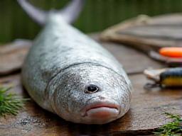 봄에 잡히는 도다리